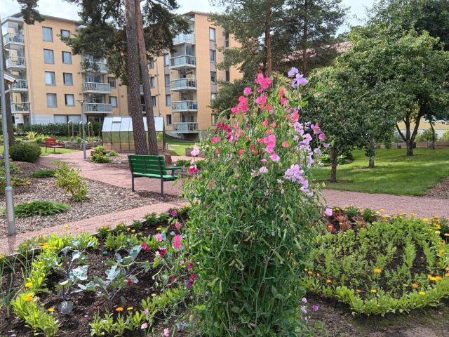 DiakonKylän vehreä yhteisöpuutarha kukkineen ja viljelyalueineen asuinrakennusten keskellä.