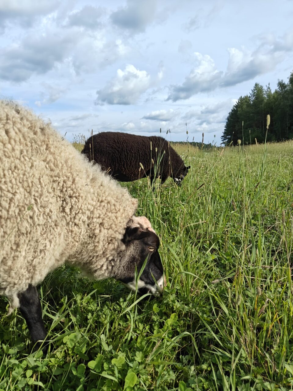 Lampaita Tyynelän terapiaeläimet tilalla.
