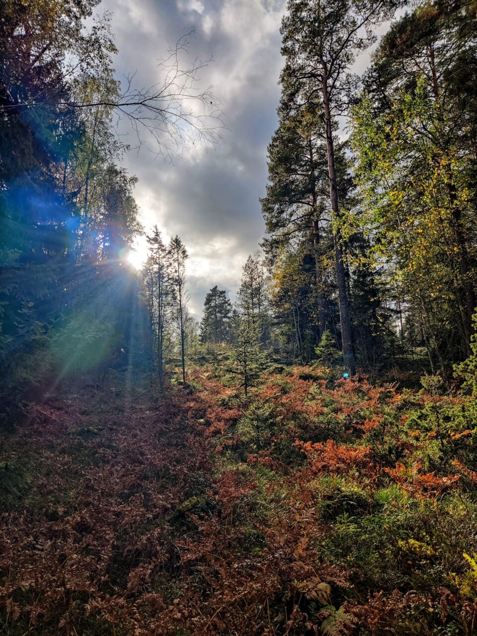 Syksyinen metsä.