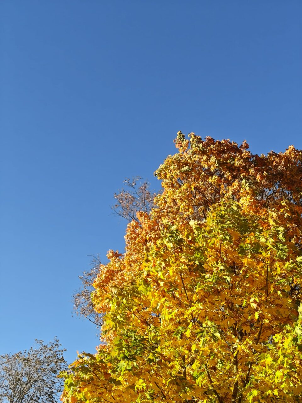 Puu ruskassa, sinistä taivasta.
